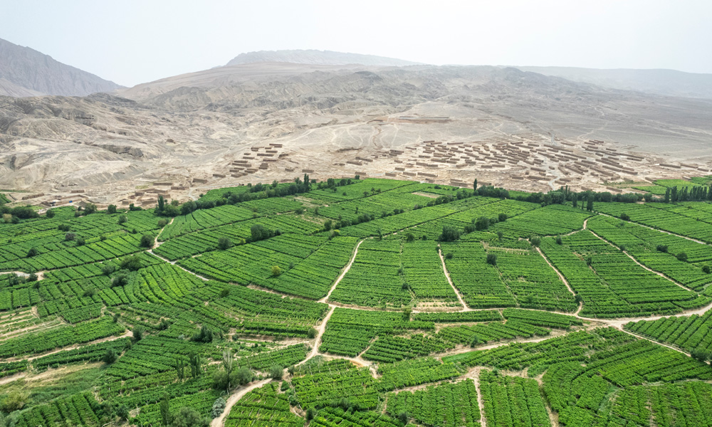 Vineyards in Xinjiang: China becomes a member of the OIV (Photo: 哲 樊/stock.adobe.com)