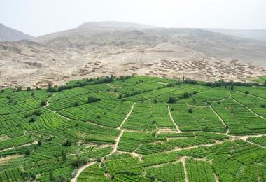 Vineyards in Xinjiang: China becomes a member of the OIV (Photo: 哲 樊/stock.adobe.com)
