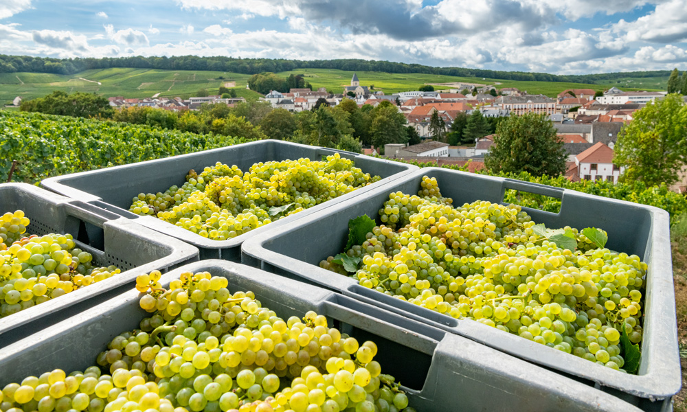 Low harvest yields in Champagne and other French regions. (Photo: S. Leitenberger/stock.adobe.com)