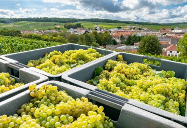 Low harvest yields in Champagne and other French regions. (Photo: S. Leitenberger/stock.adobe.com)