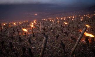 Frost candles in the vineyards of Burgundy. (Photo: Oscar Oliveras Gea, Wirestock Creators/stock.adobe.com)