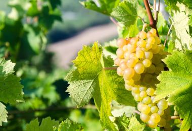 Beginning of the Muscat harvest in Roussillon (Photo: clphotos/ stock.adobe.com)