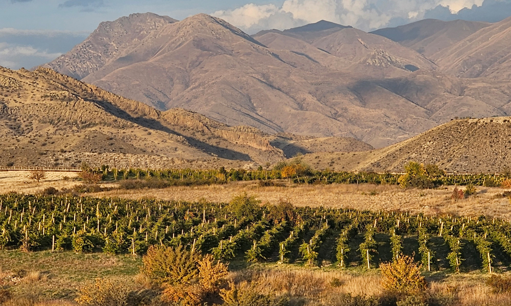 Vineyards in wild nature at 1,400 meters altitude in Vayots Dzor.