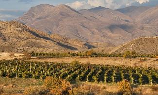 Vineyards in wild nature at 1,400 meters altitude in Vayots Dzor.