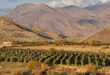 Vineyards in wild nature at 1,400 meters altitude in Vayots Dzor.