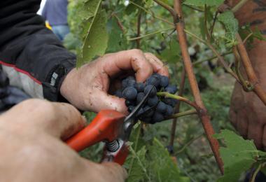 In Champagne, manual harvesting is mandated by the specifications manual. (Image: JC Guntner, Collection CIVC)