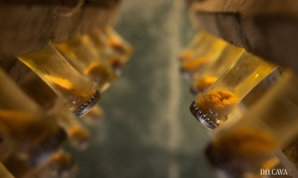 Ongoing drought has severely limited product availability for DO Cava, causing a sharp drop in export figures. (Photo: D.O. Cava)
