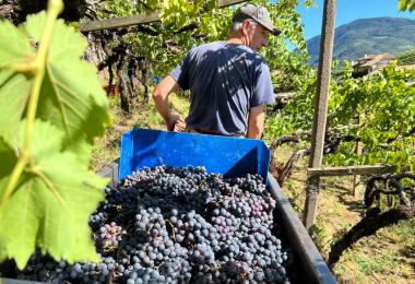 Harvest of red wine grapes at the Eberlehof winery in St. Magdalena (Photo: Eberlehof winery)