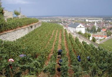 Despite a good harvest in 2023, wine stock levels in Burgundy still linger below the five-year average. (Photo: Archive)