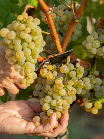 The old grape variety Forcada celebrates success in the Penedès. (Photo: Familia Torres)