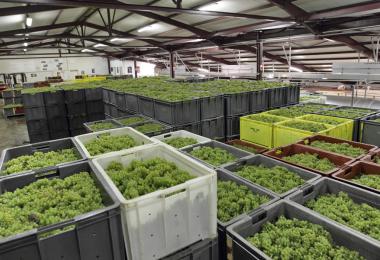 The Comité Champagne sets the marketable yield for 2023 at 11,400 kg per hectare (Photo: Gutner collection CIVC)