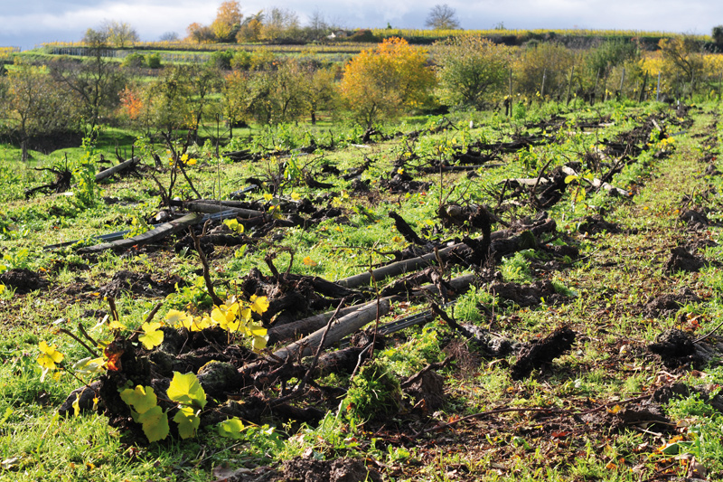 Anyone in France who reduces their vineyard area through uprooting is now entitled to compensation of €4,000 per hectare. (Photo: Bill Ernest - Fotolia)