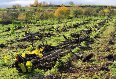 Anyone in France who reduces their vineyard area through uprooting is now entitled to compensation of €4,000 per hectare. (Photo: Bill Ernest - Fotolia)