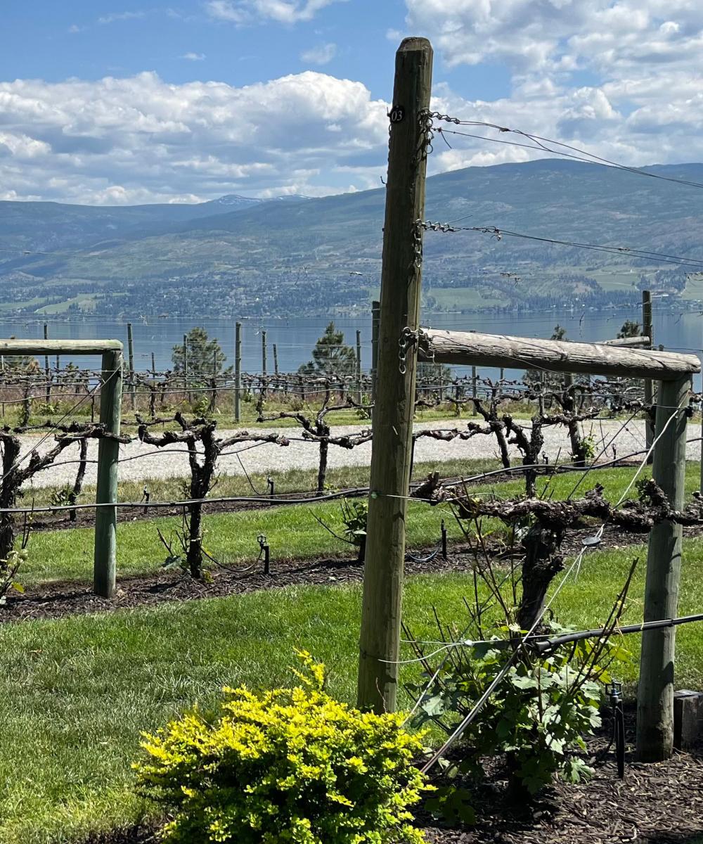 Vines suffered from the cold (Credit: Jürgen Mathäß)