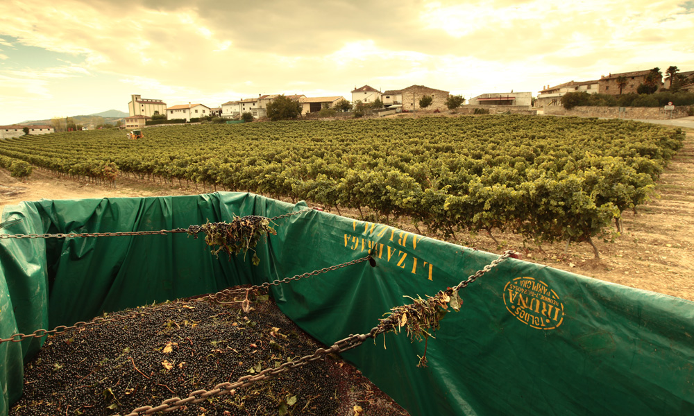 Grape harvest in Navarre. (Photo: ICEX)