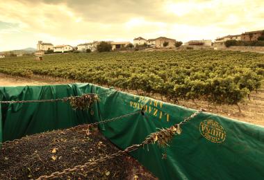 Grape harvest in Navarre. (Photo: ICEX)