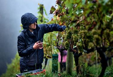 Some rain, some heat. An extraordinary year in the United Kingdom. (Photo: WINE GB / Sam Bernacki / Amber Valley Vineyard)