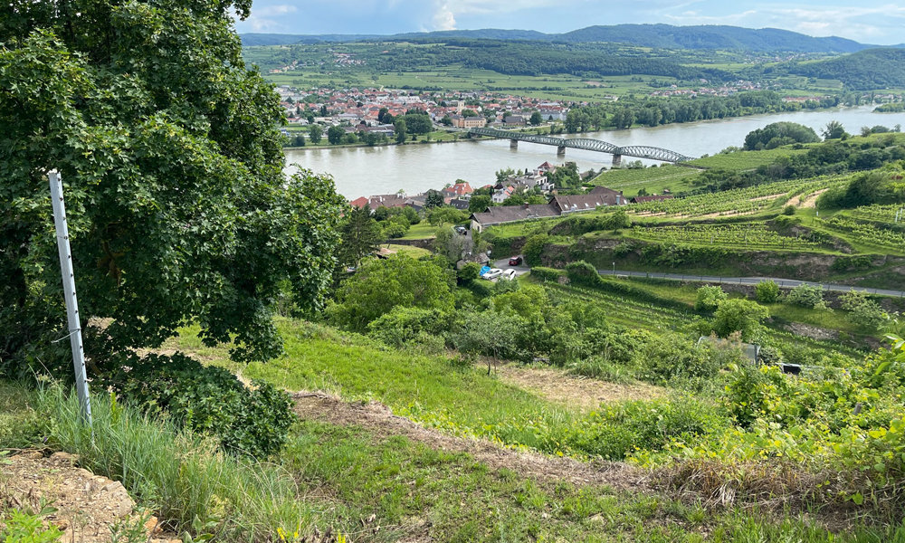 Shrinking Vineyards Ahead in Austria – A Look into the Kremstal (Photo: Vincent Meßmer)