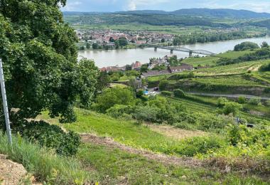 Shrinking Vineyards Ahead in Austria – A Look into the Kremstal (Photo: Vincent Meßmer)