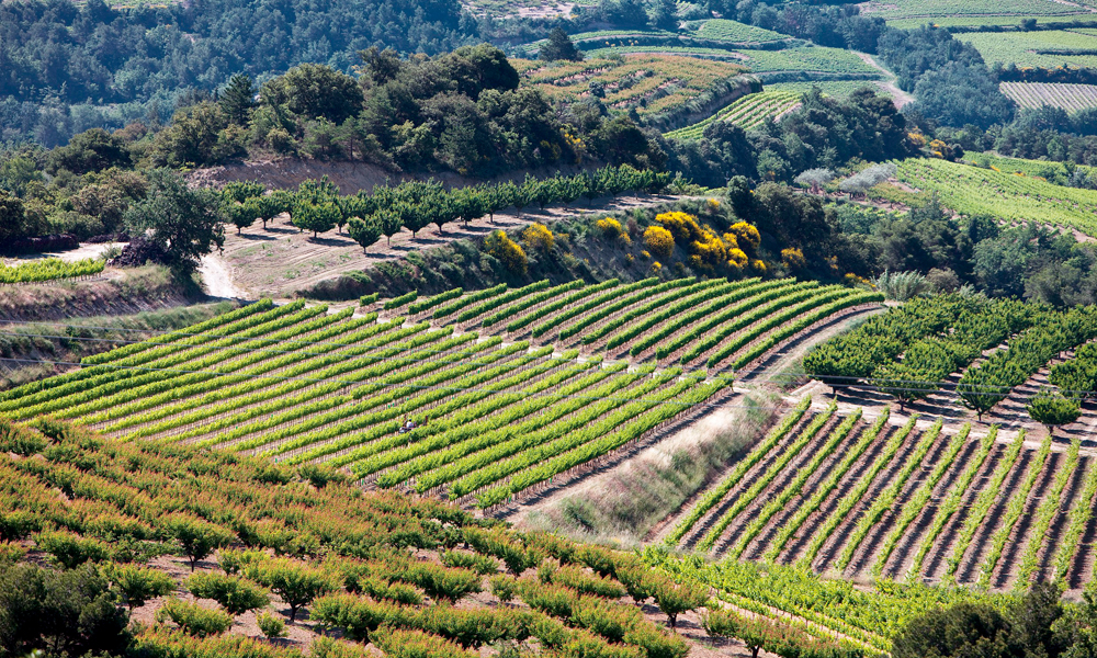 The Côtes du Rhône region, like others, faces challenges due to an oversupply of red wine and declining sales (Photo: Christophe Grilhe)