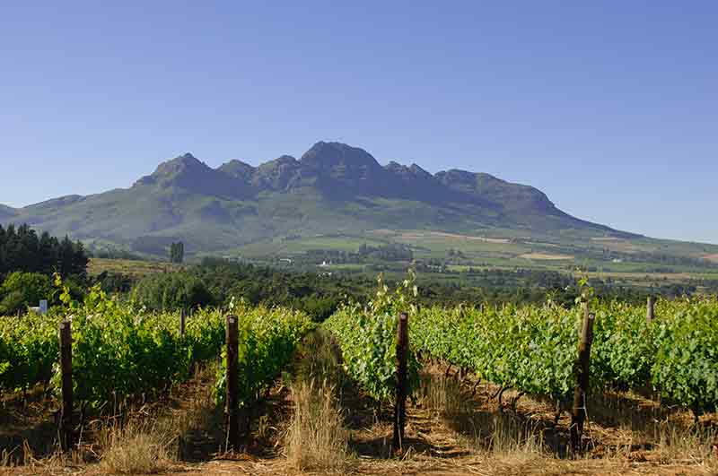 Cape wines hold steady on the world market despite the crisis. (Photo: WoSA)