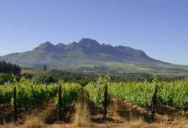 Cape wines hold steady on the world market despite the crisis. (Photo: WoSA)