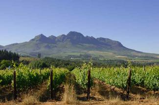 Cape wines hold steady on the world market despite the crisis. (Photo: WoSA)