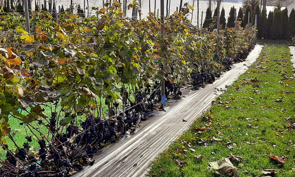 Vineyard in Finnish Kesälahti by Juha Quist. The vines are deeply buried in the ground to protect them from the cold, resulting in a low grape zone (Photo: Juha Quist)