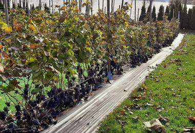 Vineyard in Finnish Kesälahti by Juha Quist. The vines are deeply buried in the ground to protect them from the cold, resulting in a low grape zone (Photo: Juha Quist)