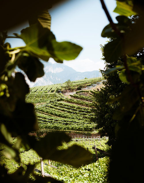 The vineyards are located in the heart of Trentino, in the Dolomites (Photo: Mezzacorona)