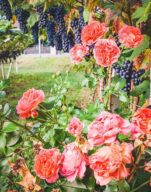 All the work here is in harmony with nature (Photo: Mezzacorona)