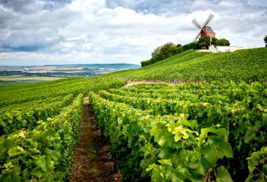 Despite the strong downy mildew infestation, the French remain optimistic. (Photo: Massimo Santi, adobe.stock.com)