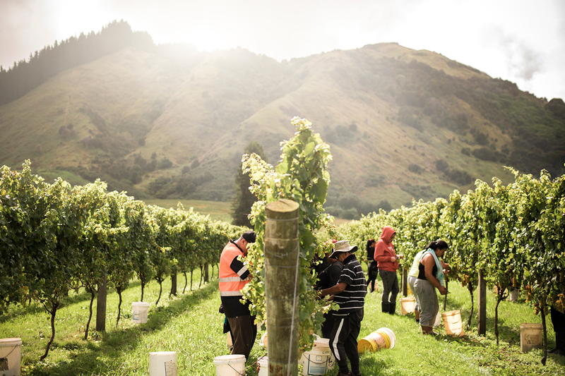 In 2024, fewer grapes were harvested and processed than in the previous year. (Photo: New Zealand Winegrowers Inc/Matawhero)