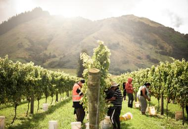 In 2024, fewer grapes were harvested and processed than in the previous year. (Photo: New Zealand Winegrowers Inc/Matawhero)