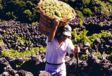 The wine vintage in the Azores is better than in previous years.