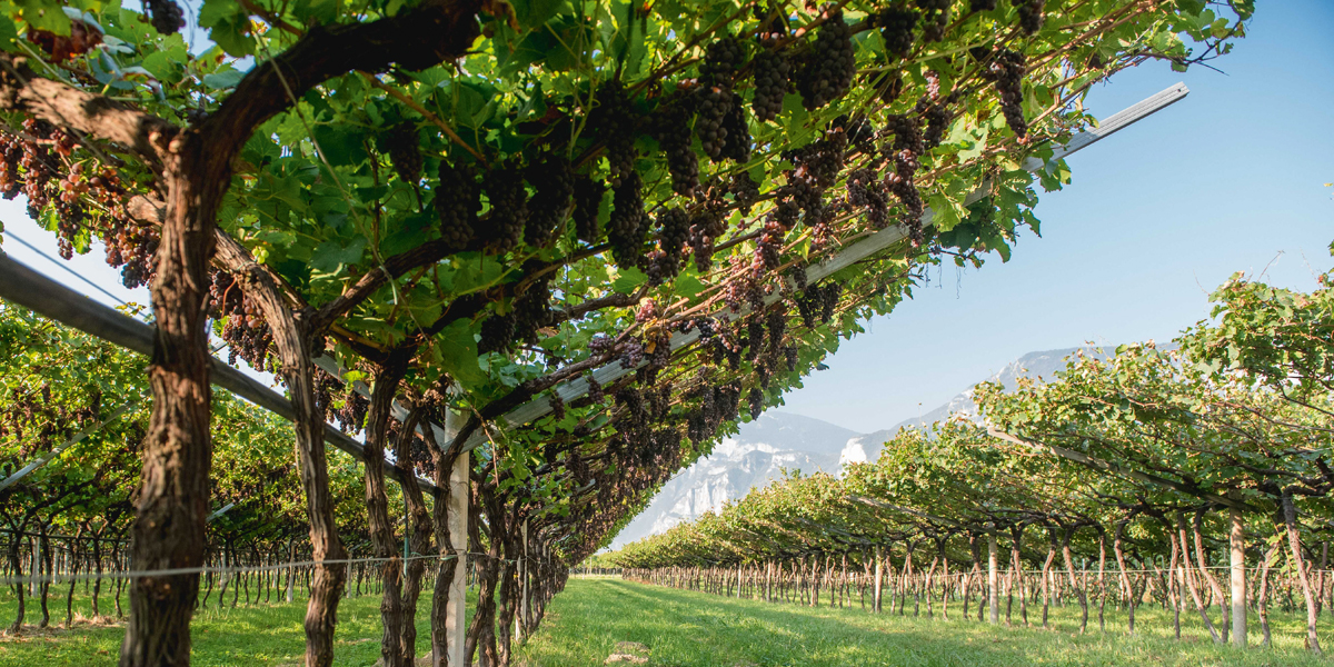 The cool climate, Pergola training system, and associated hand harvesting make Trentino's Pinot Grigio exceptional. (Photo: Matteo De Stefano/Mezzacorona)