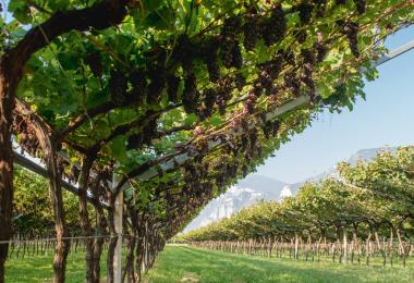 The cool climate, Pergola training system, and associated hand harvesting make Trentino's Pinot Grigio exceptional. (Photo: Matteo De Stefano/Mezzacorona)