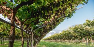 The cool climate, Pergola training system, and associated hand harvesting make Trentino's Pinot Grigio exceptional. (Photo: Matteo De Stefano/Mezzacorona)