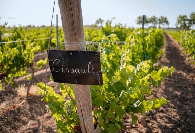 In Pays d'Oc, Cinsault, along with Grenache, is the most important variety for rosé production. (Photo: © Vins Pays d’Oc IGP)