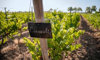 In Pays d'Oc, Cinsault, along with Grenache, is the most important variety for rosé production. (Photo: © Vins Pays d’Oc IGP)