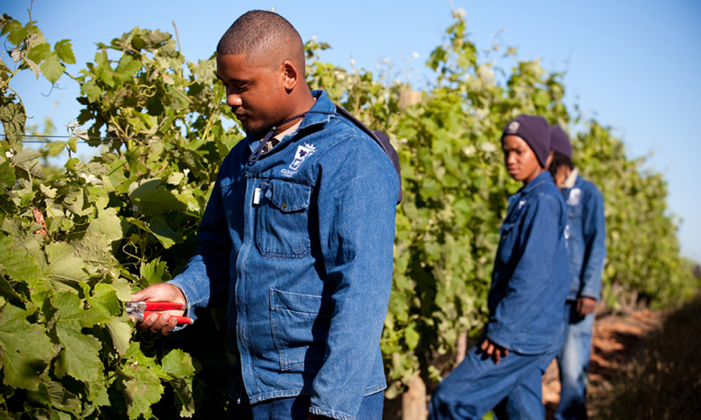 A smaller harvest could balance the oversupply. (Photo: WOSA, Pierre van der Spuy)