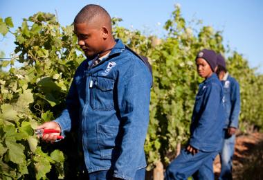 A smaller harvest could balance the oversupply. (Photo: WOSA, Pierre van der Spuy)