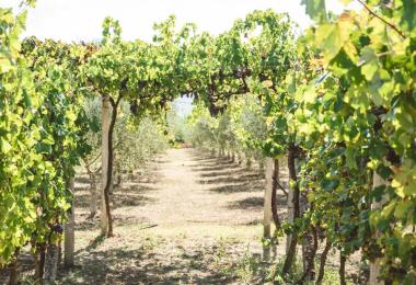 Vineyard in Albania. The pergola training system is still popular here (Photo: Kriz/stock.adobe.com)