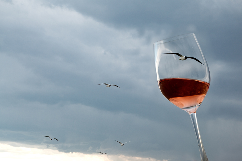 Zweigelt, Blaufränkisch, St. Laurent and Blauer Wildbacher are typical grape varieties for Austrian Rosé / Credit: ÖWM - Anna Stöcher