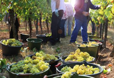Grape harvest (Photo: U.J. Alexander/Adobe Stock)