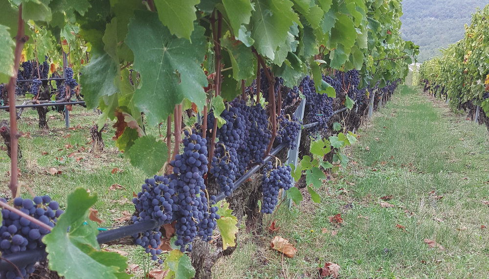 Xinomavro grapes in Naoussa. The official figures for the Greek harvest sound devastating. However, the losses may be moderate.