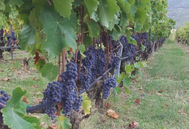 Xinomavro grapes in Naoussa. The official figures for the Greek harvest sound devastating. However, the losses may be moderate.