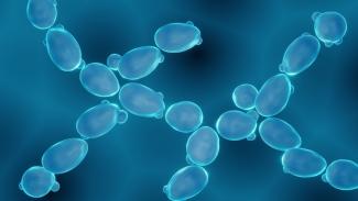 Yeast cell (Photo: Artur/AdobeStock)