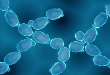 Yeast cell (Photo: Artur/AdobeStock)