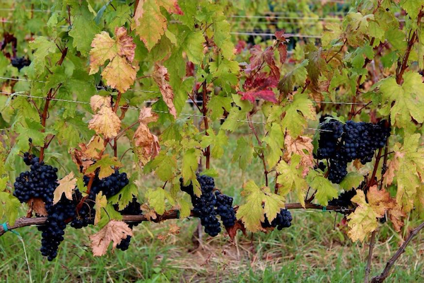 Credit: Vitis Metamorfosis